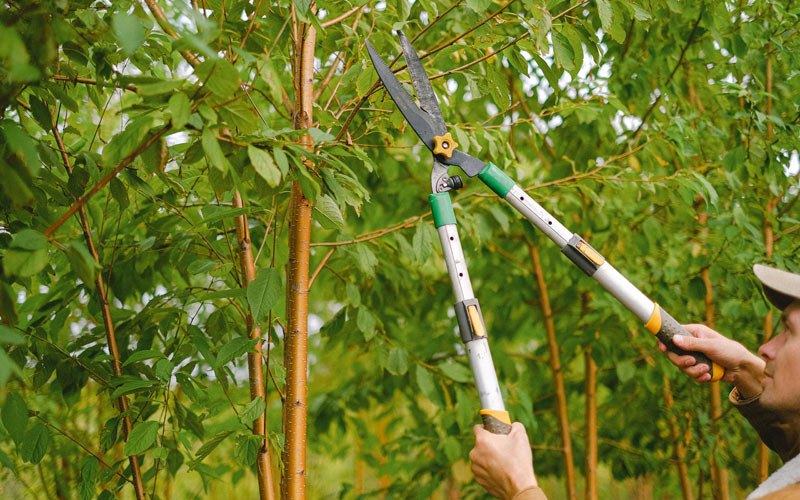 Tree trimming in Arctic Village, AK